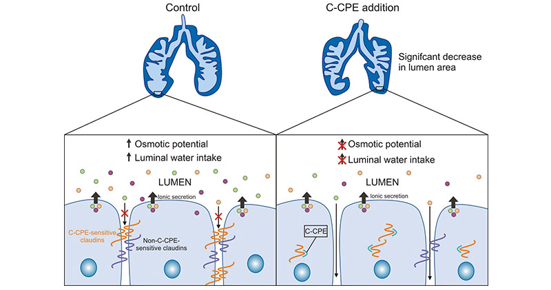 CLDN3結(jié)合CPE促進(jìn)細(xì)胞溶解壞死