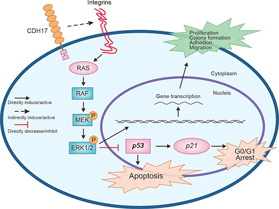 CDH17介導(dǎo)Ras/Raf/MEK/ERK信號通路