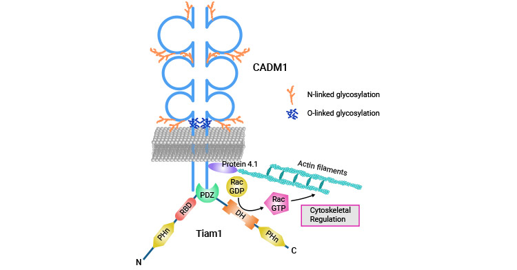 CADM1與Tiam1相互作用會(huì)促進(jìn)人類T細(xì)胞白血病