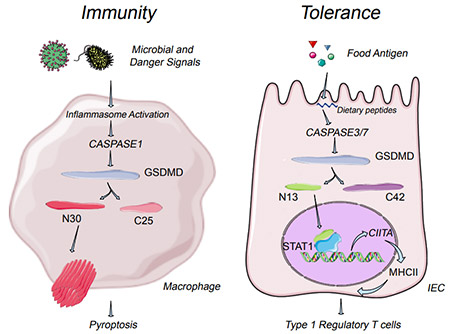 GSDMD分子在不同的細(xì)胞中呈現(xiàn)雙重免疫特性:對抗病原體,在細(xì)胞膜上形成孔穴,參與免疫激活;對食物抗原,進(jìn)入細(xì)胞核,參與轉(zhuǎn)錄,從而誘導(dǎo)免疫耐受