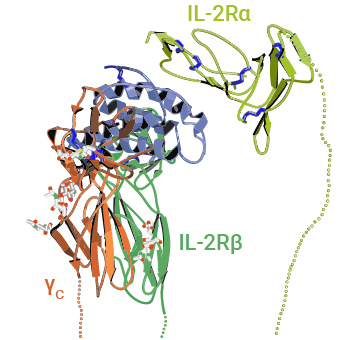 IL-2與IL-2α、β和γ鏈受體復合物結構示意圖