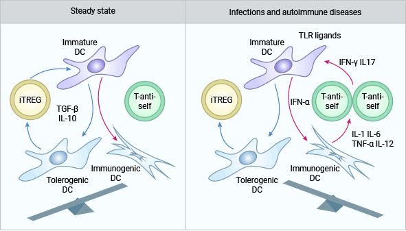 IL-10和TGF-β參與CD4+CD25+Treg（iTREG）的免疫調節作用機制