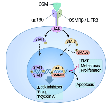 OSM受體的結合激活JAK3/STAT1途徑,并對癌細胞施加細胞毒作用