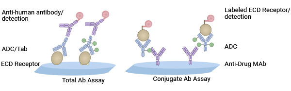 ELISA測定總抗和偶聯抗體