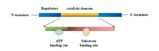 蛋白激酶的結構