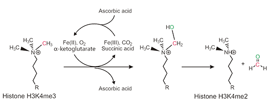 JmjC去甲基化機(jī)理