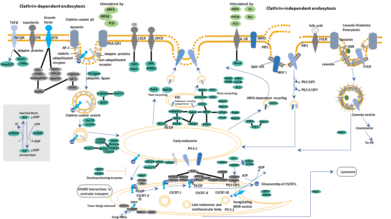 Endocytosis