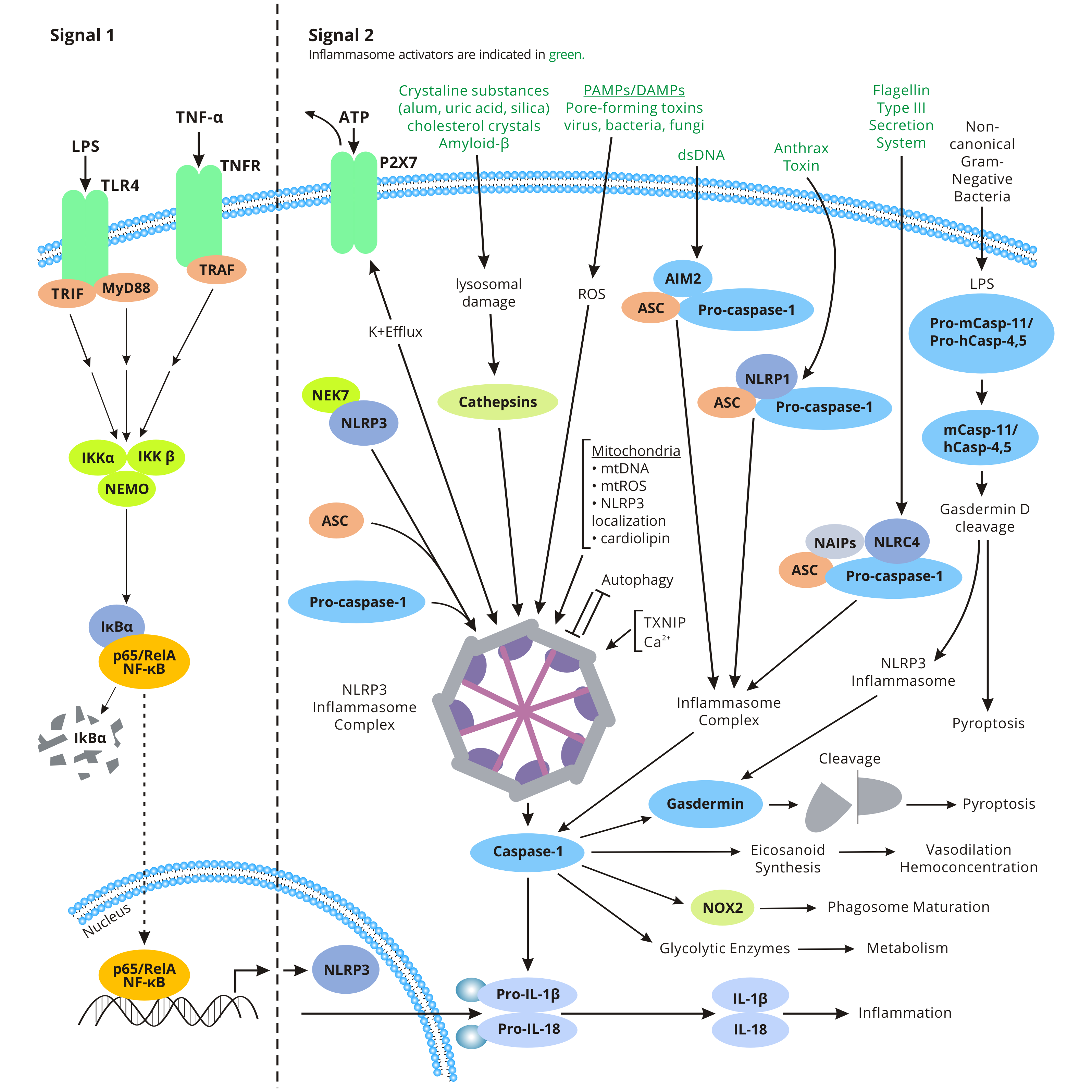 Inflammasome Signaling