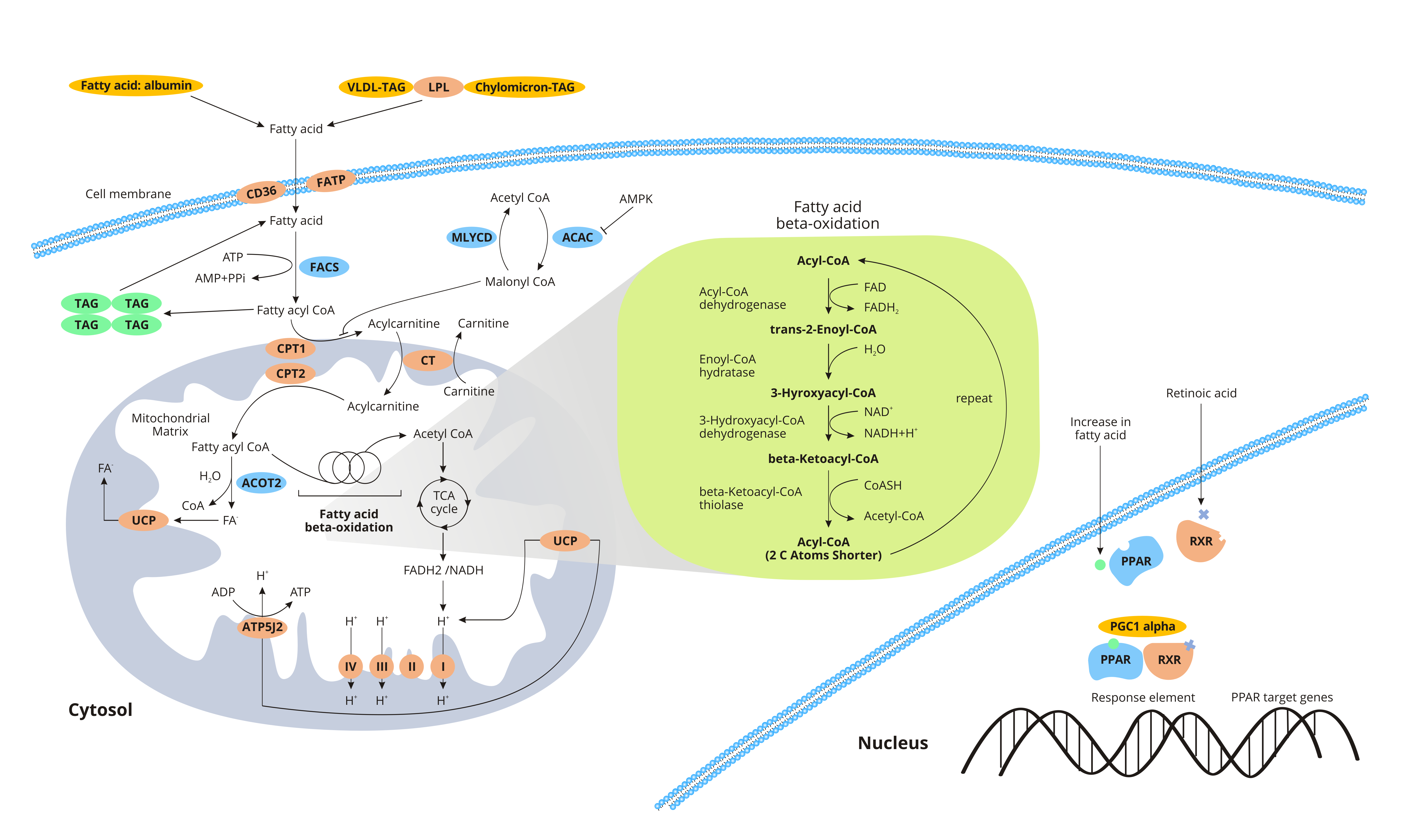 Myocardial Fatty Acid Metabolism