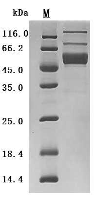 CSB-MP011629MOd9 SDS