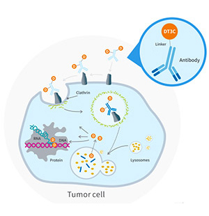 抗體內化效率評估工具——DT3C重組蛋白