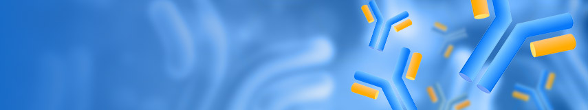 DT3C,抗體內化效率評估的新工具