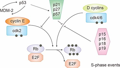 G1進程的調節因子
