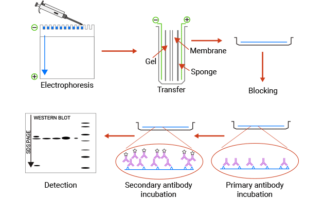 WB的簡(jiǎn)單過程