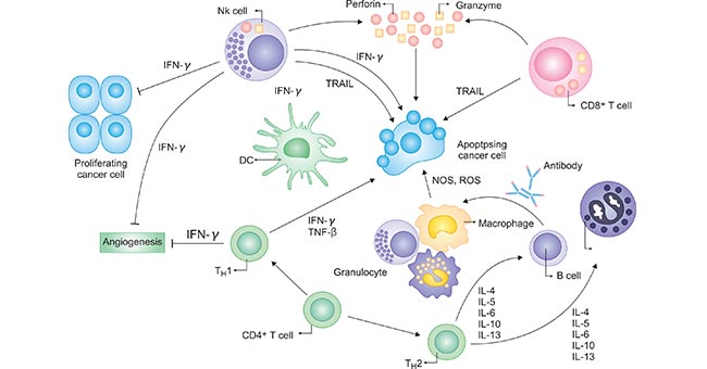 細(xì)胞因子對(duì)多種類(lèi)型的免疫細(xì)胞產(chǎn)生刺激和抑制信號(hào)
