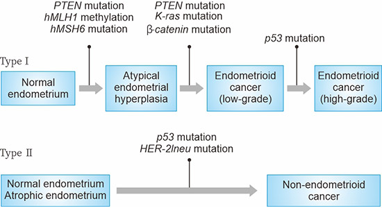 子宮內(nèi)膜癌發(fā)生中的基因突變