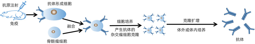 單克隆抗體定制服務流程