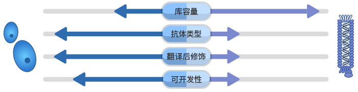 哺乳動物細(xì)胞展示 vs. 噬菌體展示