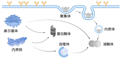 哺乳動物細(xì)胞展示質(zhì)量控制