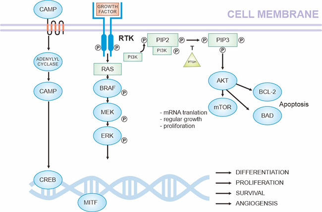 黑色素瘤發病的關鍵通路(基于現有知識)