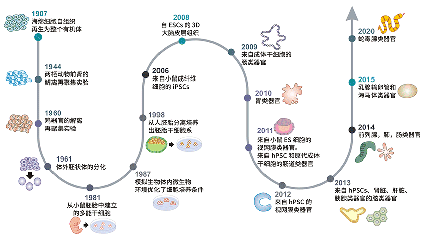 類器官發(fā)展時(shí)間線
