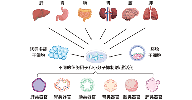 人類不同類器官的建立過(guò)程