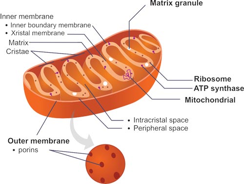 click to enlarge The structure of mitochondrion