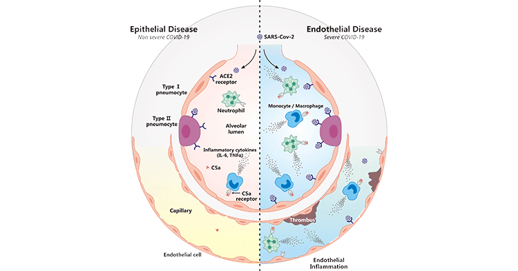 C5AR1-C5a參與COVID-19調控